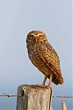 Burrowing Owl